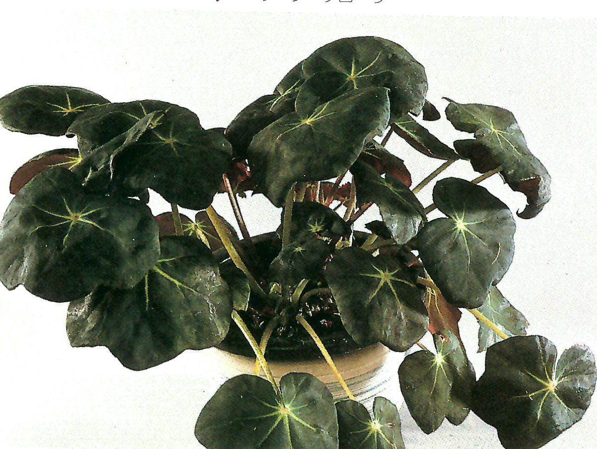 B. ‘Encinitas’